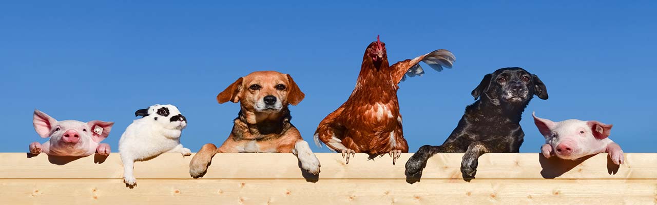 Holidays in Tuscany in Farm with animals