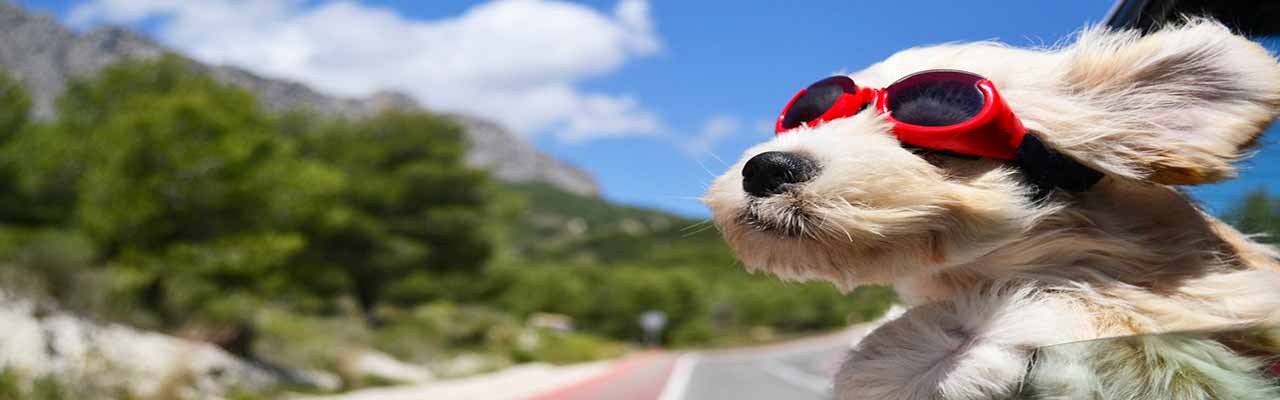 Pet-friendly Agriturismo