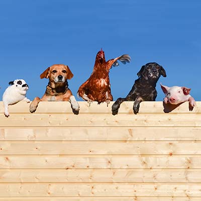 Farmhouse with farm animals