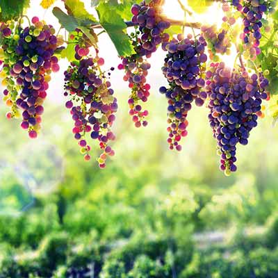 Holiday surrounded by vineyard in Tuscany