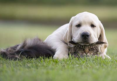 Animal-friendly Farmhouses in Italy? Of course!