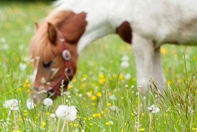 Holidays in Italy in Educational Farms