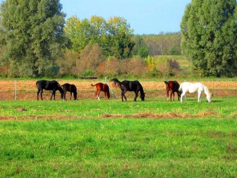 Ferme avec chevaux en Vénétie