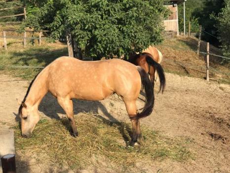 Cavalo numa casa de quinta na área de Mugello
