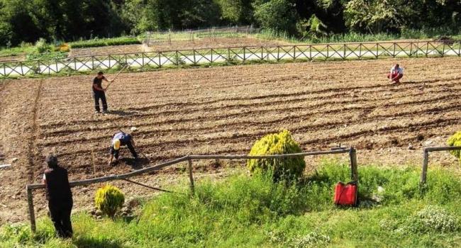 Social Farm