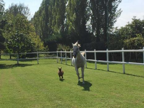 B&B met paarden nabij Venetië