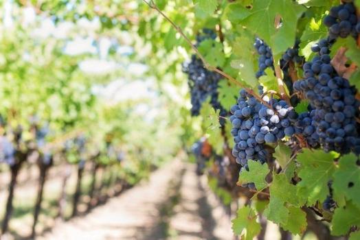 Vineyards