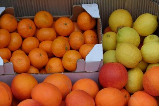 citrus