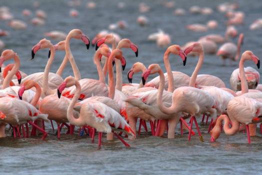 The birds of the Po River Delta: pink flamingos