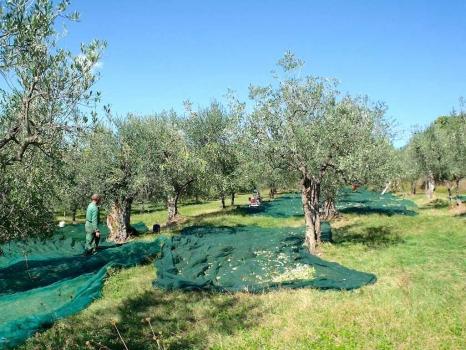 Agriturismo a Firenze con produzione di olio extra vergine di oliva, vino e pasta di alta qualità