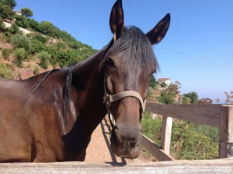 Boerderij met dieren op Sicilië