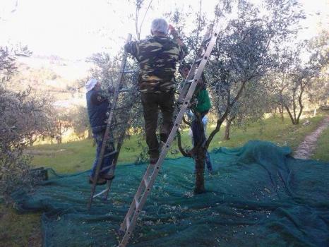 Extra Virgin Olive Oil