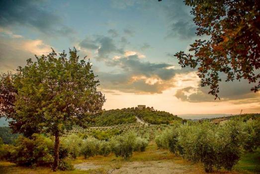 Production and sale of extra virgin olive oil on a farm in Umbria