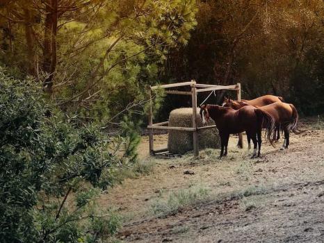 Ferme avec chevaux à Lari