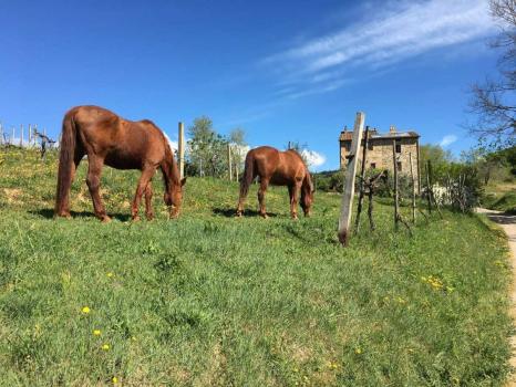 Boerderij met manege tussen UmbriÃ« en Toscane