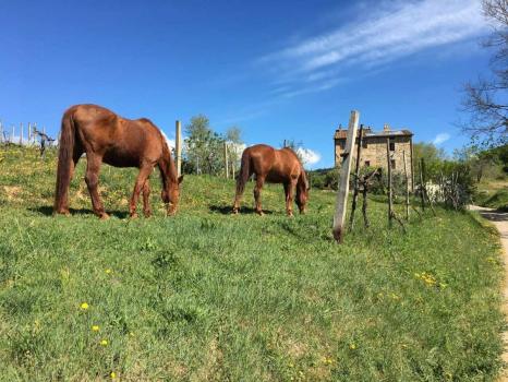 VÃ¥ningshus med rideskole mellom Umbria og Toscana