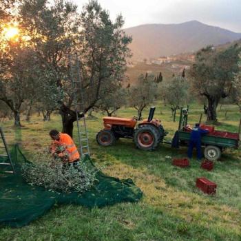 Farmhouse with olive oil production in Tuscany