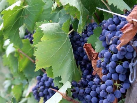 Farmhouse in the Chianti hills with wine production