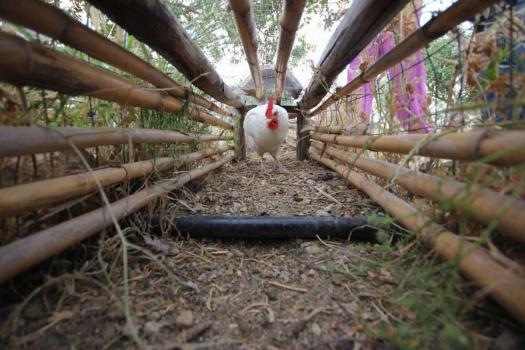 Educational Farm with animals near Noto