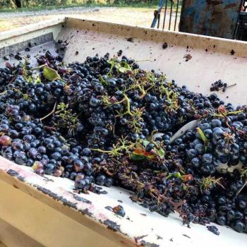 Kmečka hiša s proizvodnjo in prodajo toskanskih vin