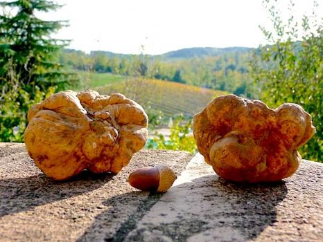 Caza de trufas en una granja cerca de Siena