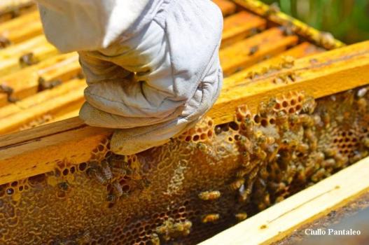Biologische producten in masseria