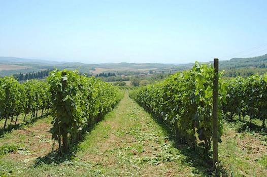 Kmečka hiša v bližini Siene s proizvodnjo toskanskih vin