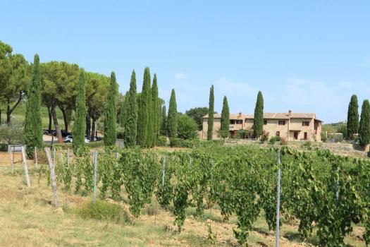 Vineyards