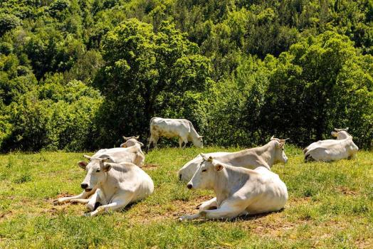 Allevamento di Chianina