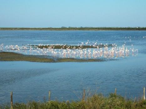 Obserwowanie ptaków