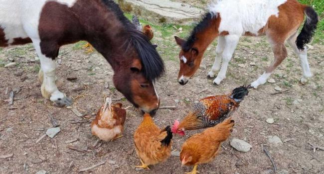 Farm animals